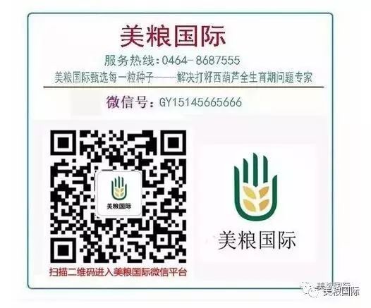 南瓜种子
