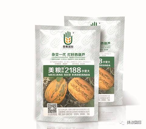 籽用西葫芦籽